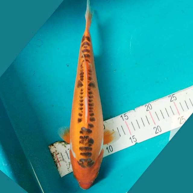 Hana Shusui 35cm