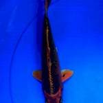 Matshuba 25 cm