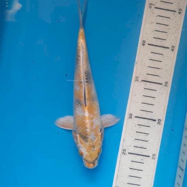 Kin utsuri 22cm