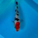 Tancho showa 23 cm