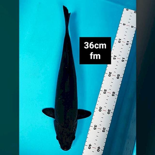 Karashu 36cm