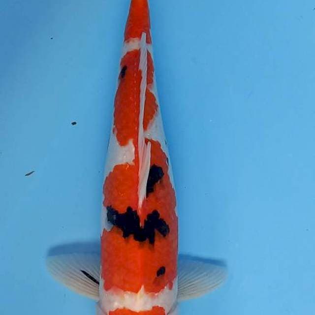 Sanke 41cm