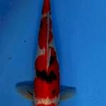 Sanke 41cm