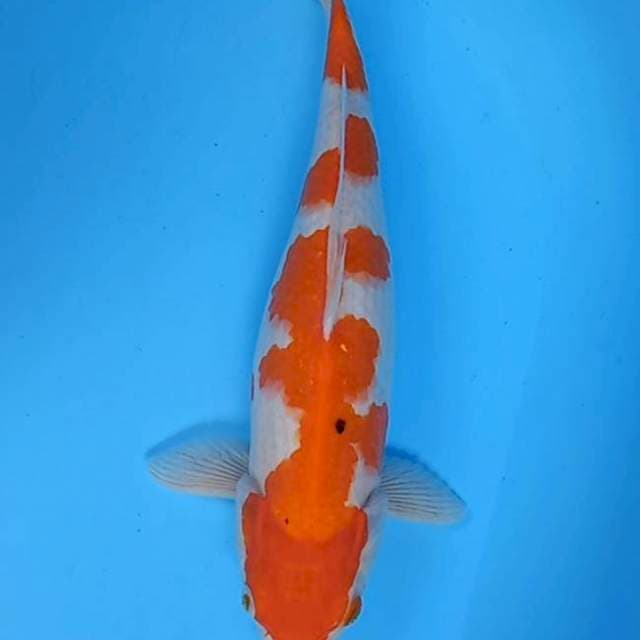 Kohaku 40cm