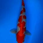 Kohaku 40cm