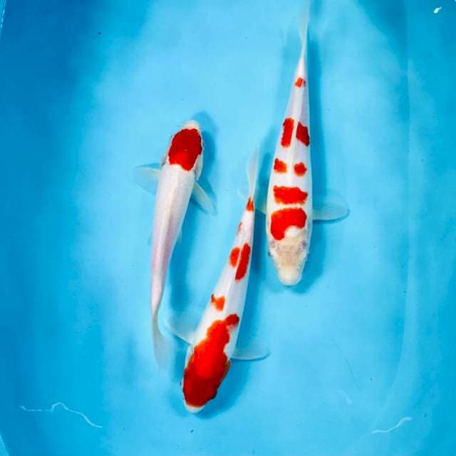 Mix Koi, 25Bu