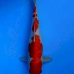 Kohaku 39cm