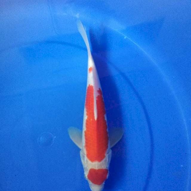 Maruten kohaku 26cm