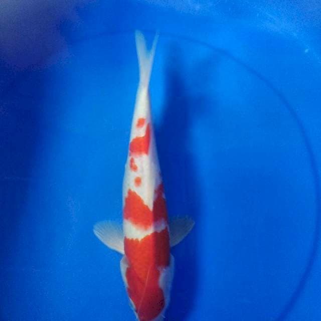 Kohaku 27cm