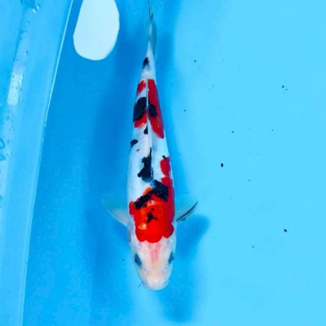Doitsu, male 26 cm