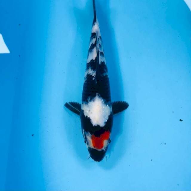 Tancho Showa, 25 cm