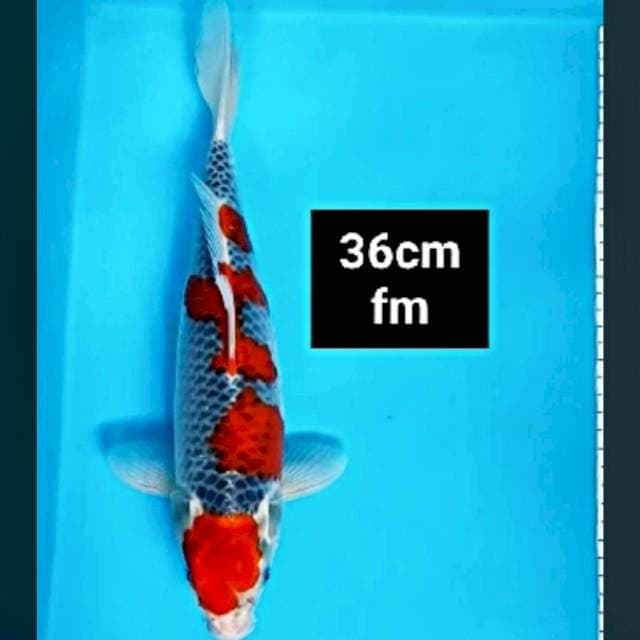 Maruten goshiki 36cm