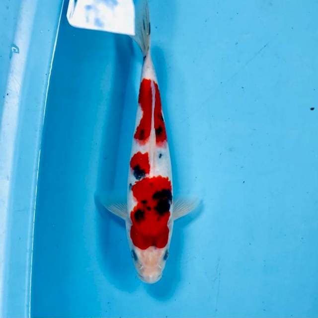 Sanke, male 26 cm