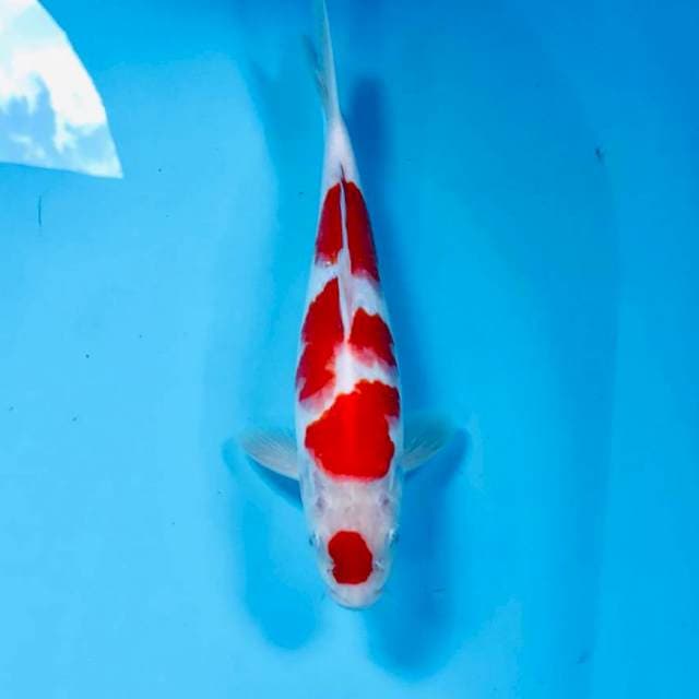 Kohaku, male 24 cm