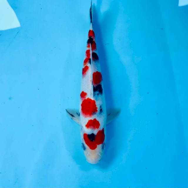 Sanke, male 24 cm