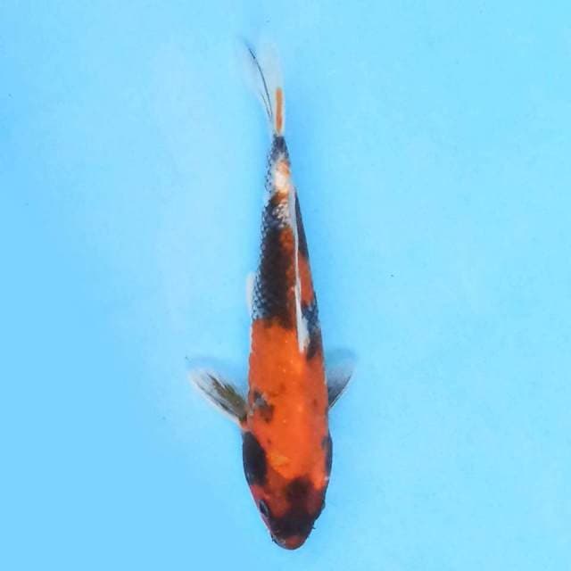 kin showa 23 cm