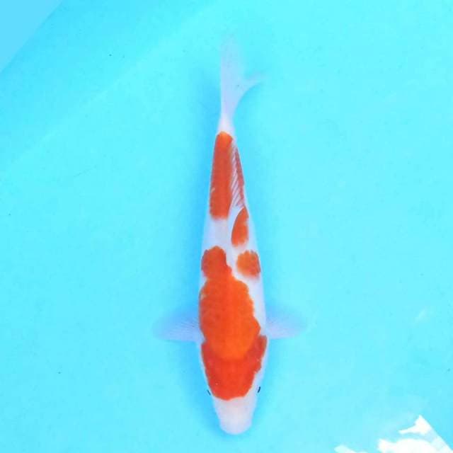 kohaku 26 cm