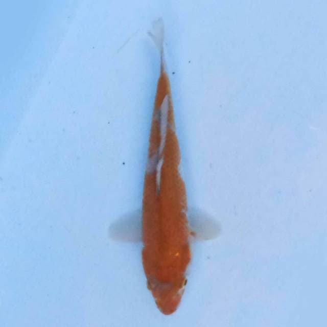 ochiba 17 cm