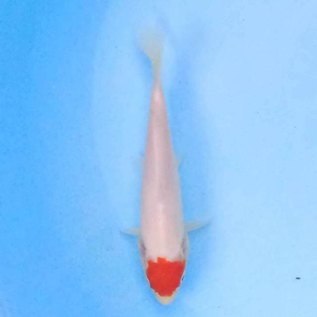 tancho 17 cm