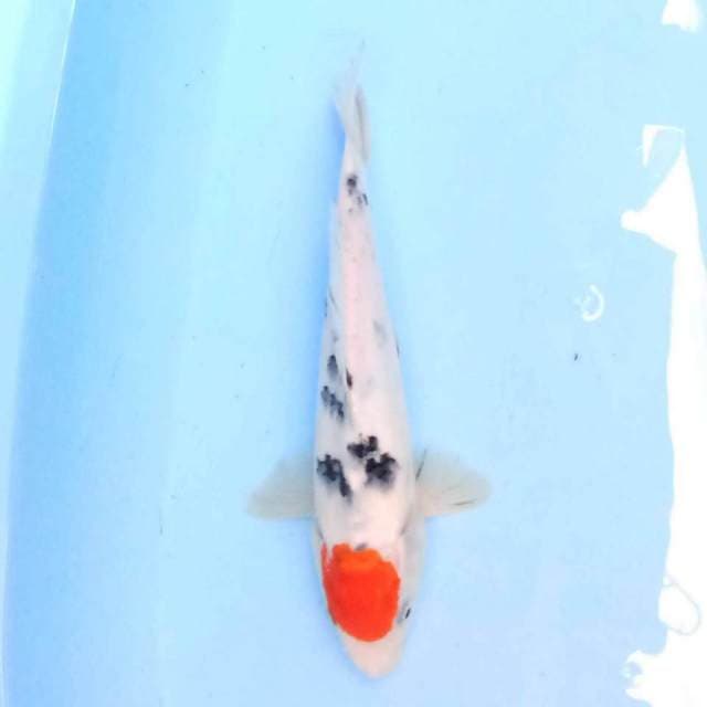 tancho sanke 25 cm