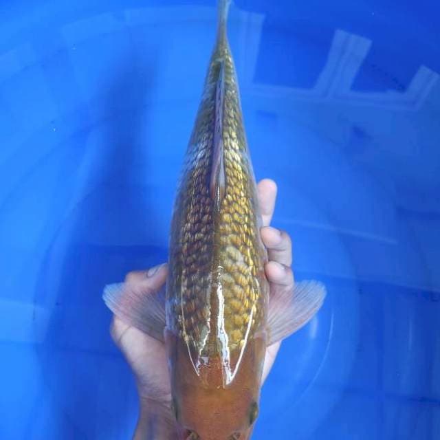 Ochiba ginrin body torpedo 35cm