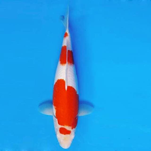 KIRIN 3 - KOHAKU ®