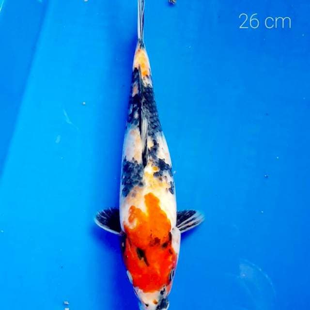 Showa 26 cm