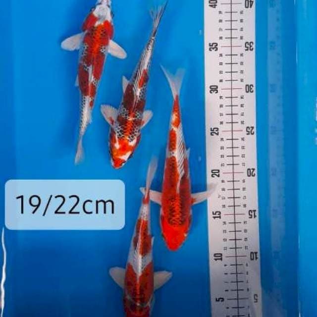 Kujaku Joss 19-20cm