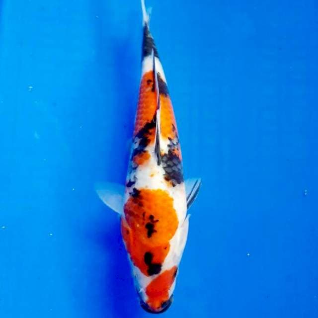 Showa 23 cm