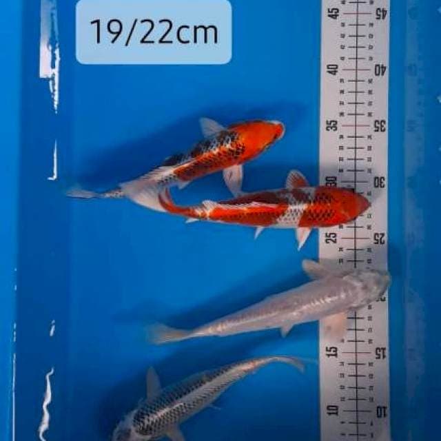 Kujaku, Misuo, Matsuba 19-22cm