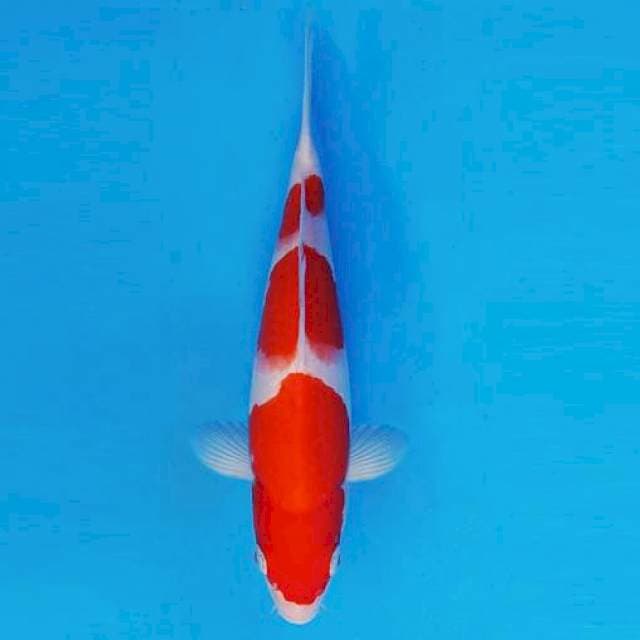 KIRIN 7 - KOHAKU ®