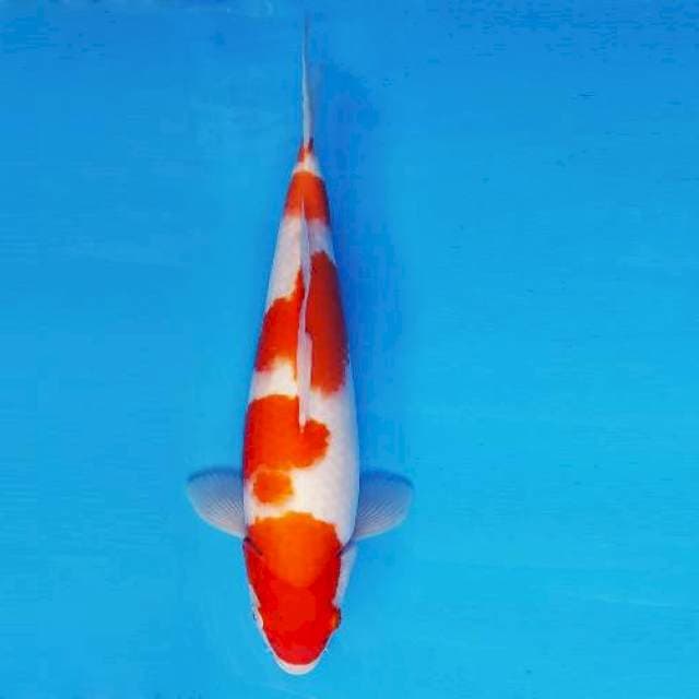 KIRIN 9 - KOHAKU ®