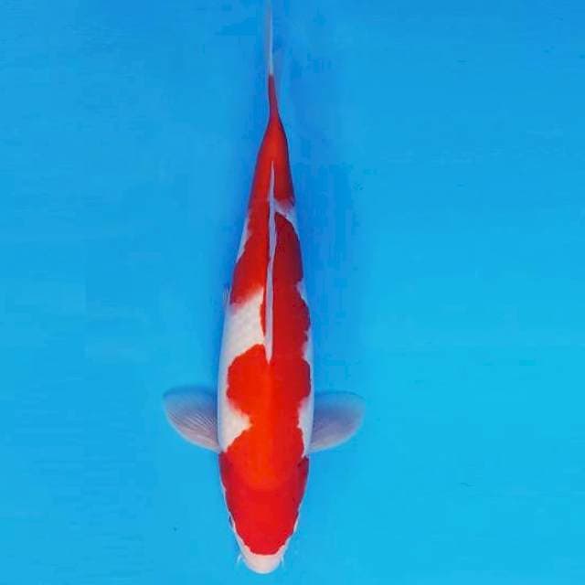 KIRIN 11 - KOHAKU ®