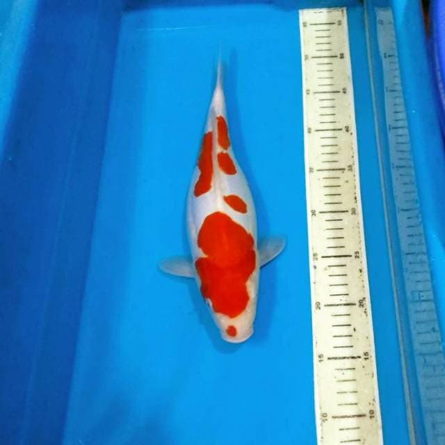 Doitsu kohaku bagus