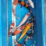 Paket mix 10ekor