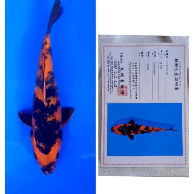 Hi Utsuri Marusei