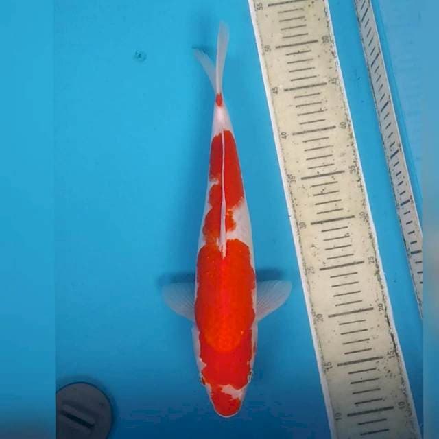Kohaku 39