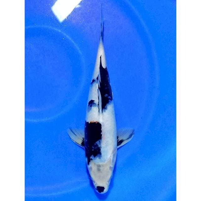 Shiro HQ 31cm