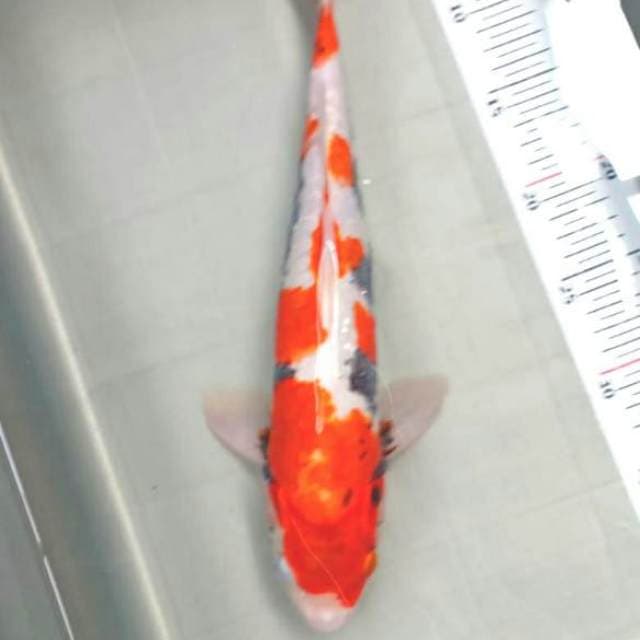 Benikumonryu 35cm