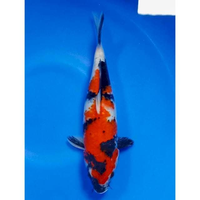 Showa strong 30cm
