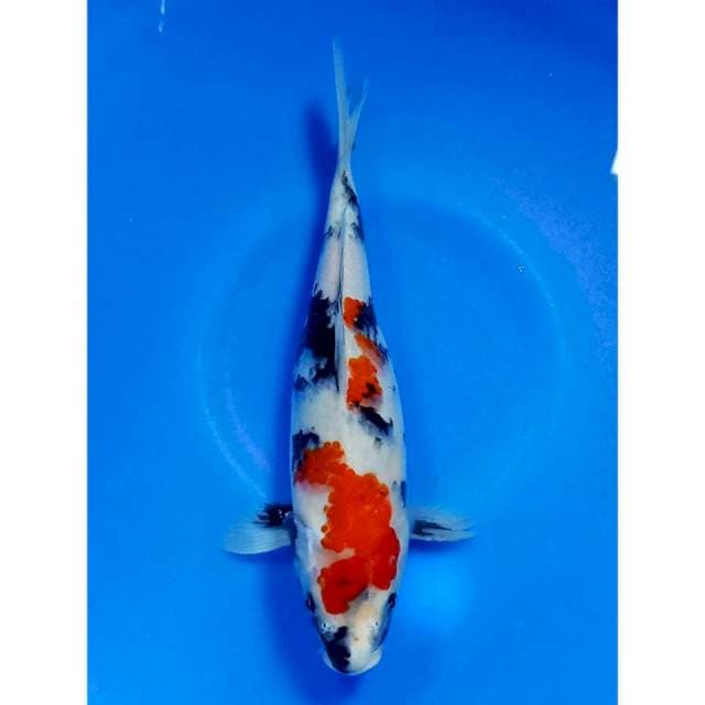 Kindai showa 30cm 🏅