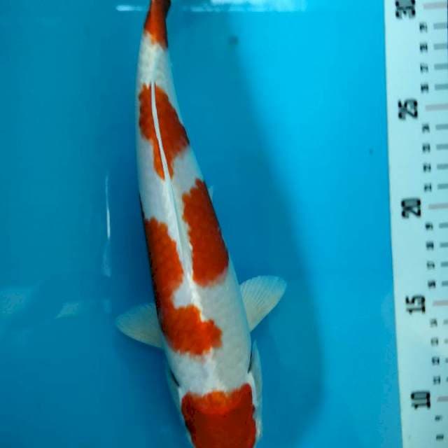 ORIGINAL KOHAKU HIKARI 26cm