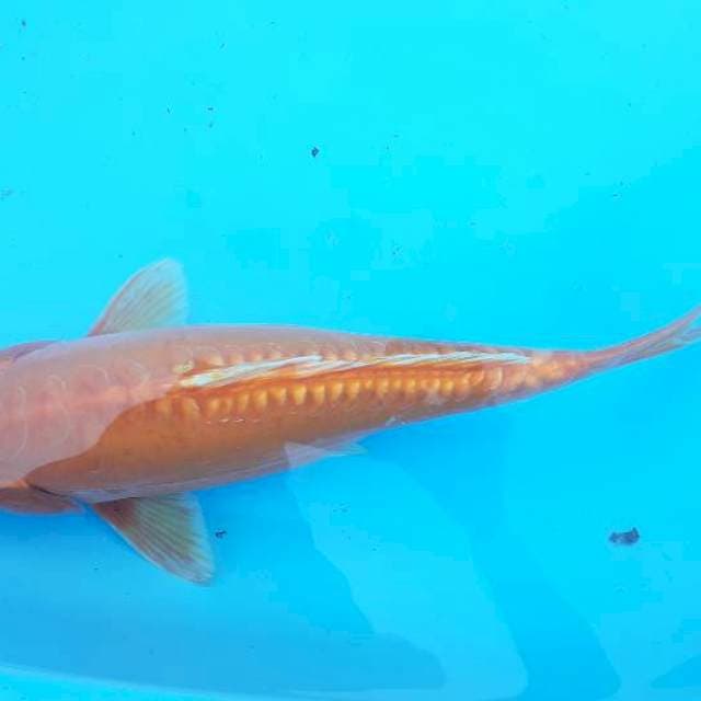 Benigoi