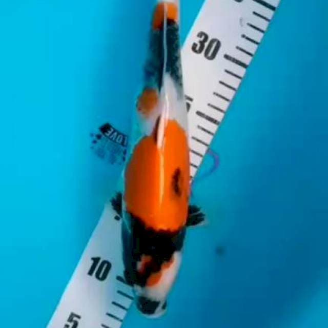 Showa 33cm