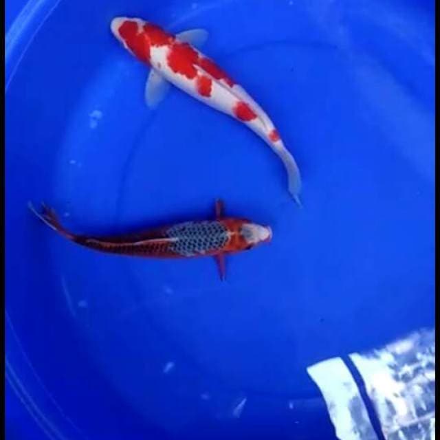 DUO SUPER (KONJO ASAGI & RED KOHAKU) 30UP