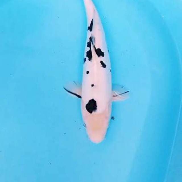 Doitsu bekko salju 35 cm