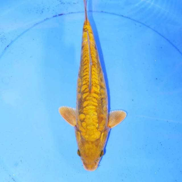 33CM CHAGOI TEMBAGA ARAGOKE RAPI
