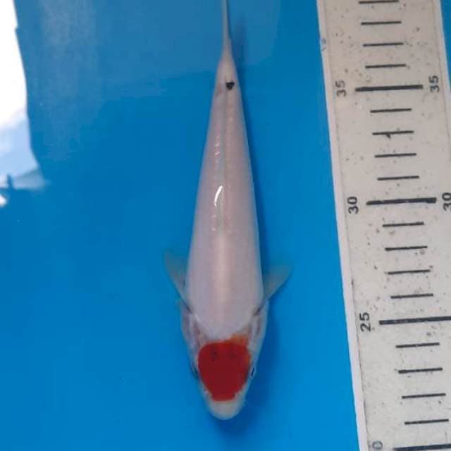 Tancho sanke 18cm