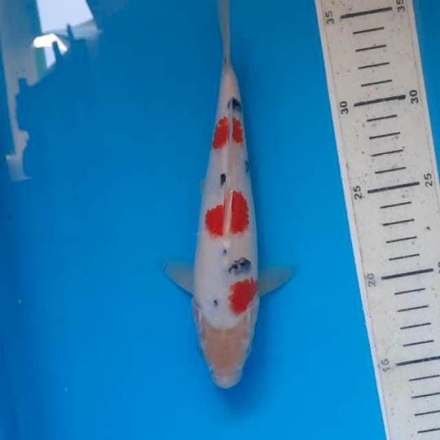 Sanke 22cm