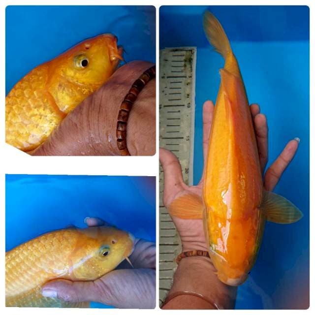 KARASI mata hitam